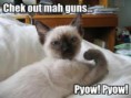/album/lol-cats/download-2-jpg/